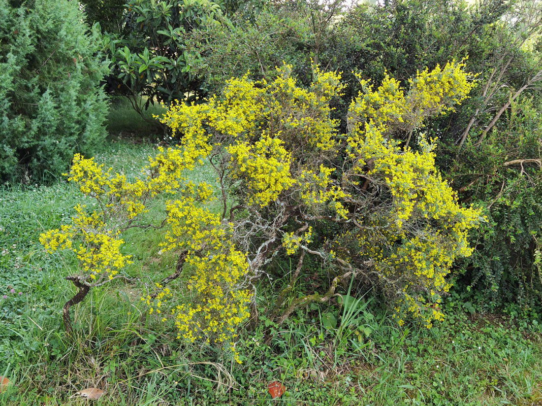 Anthyllis hermanniae